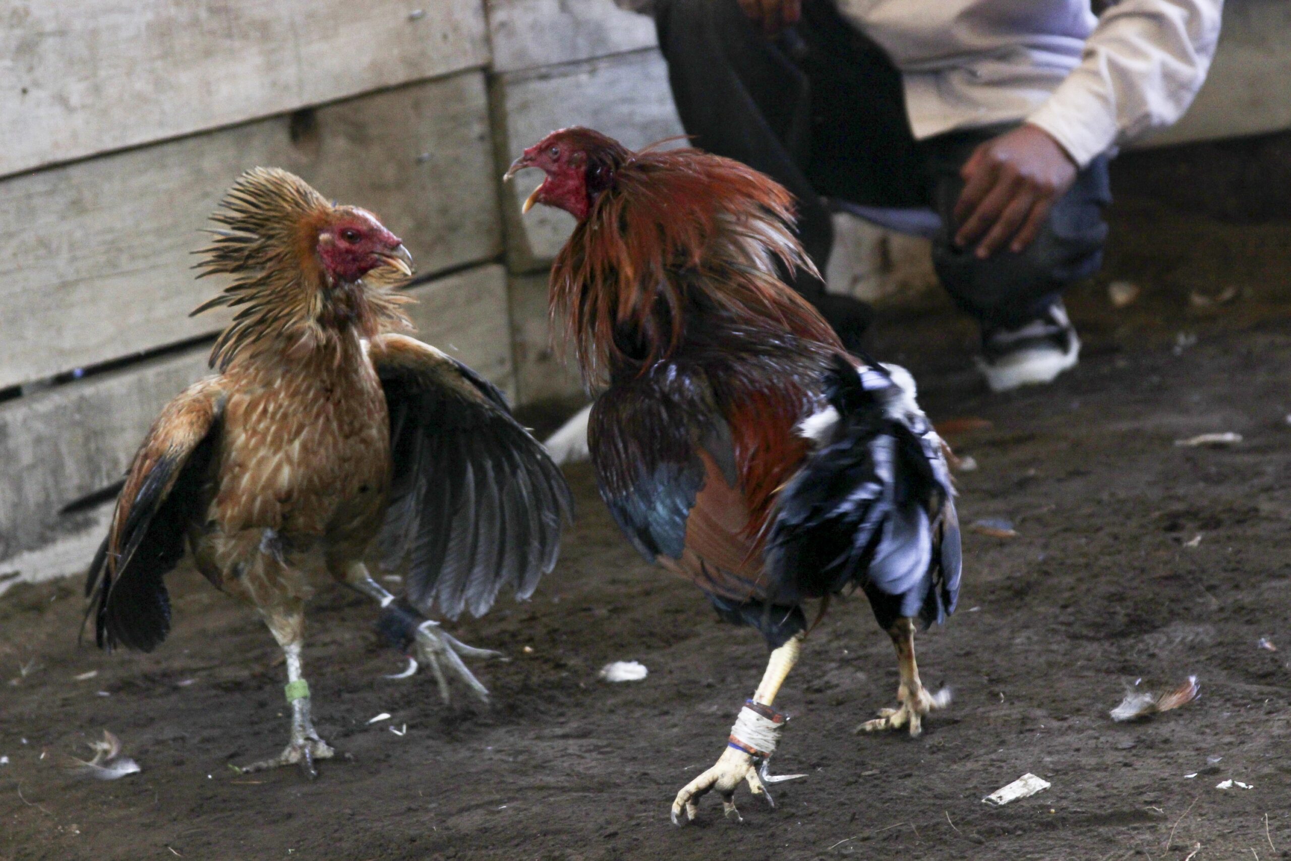 Desarticulada Pelea de Gallos: Golpe a la Ilegalidad en Acámbaro