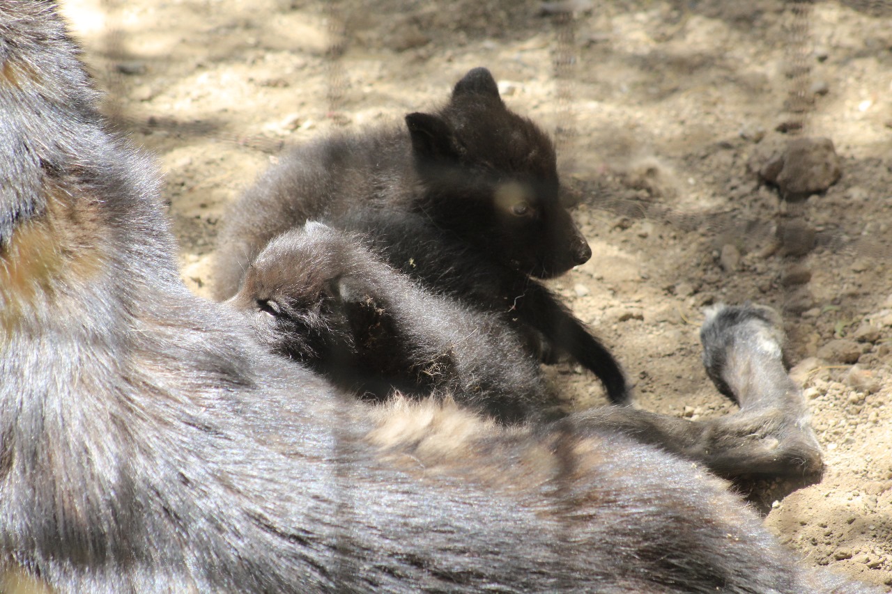 Emoción en el Zooleón por el Nacimiento de Cachorros de Lobo Canadiense