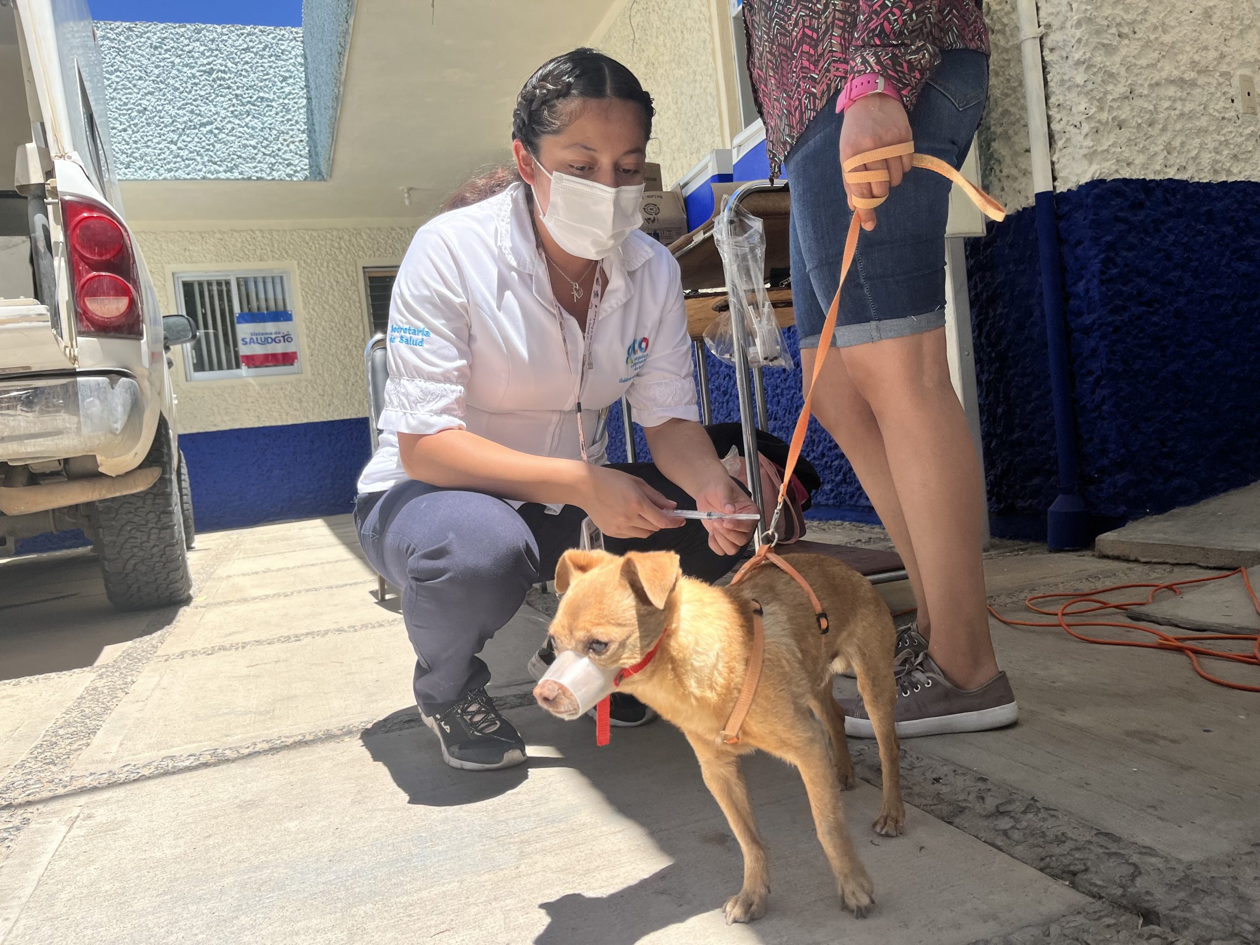 Guanajuato Refuerza la Protección de Mascotas con Vacunación Antirrábica Continua