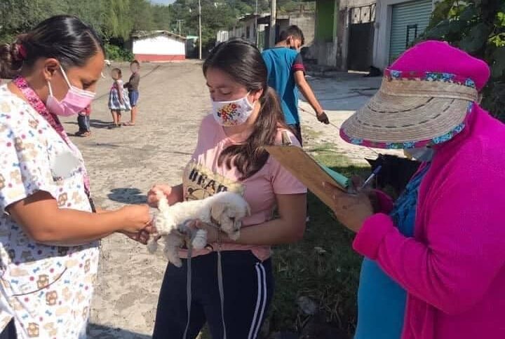 SSG vacunarán a perros y gatos de Salamanca