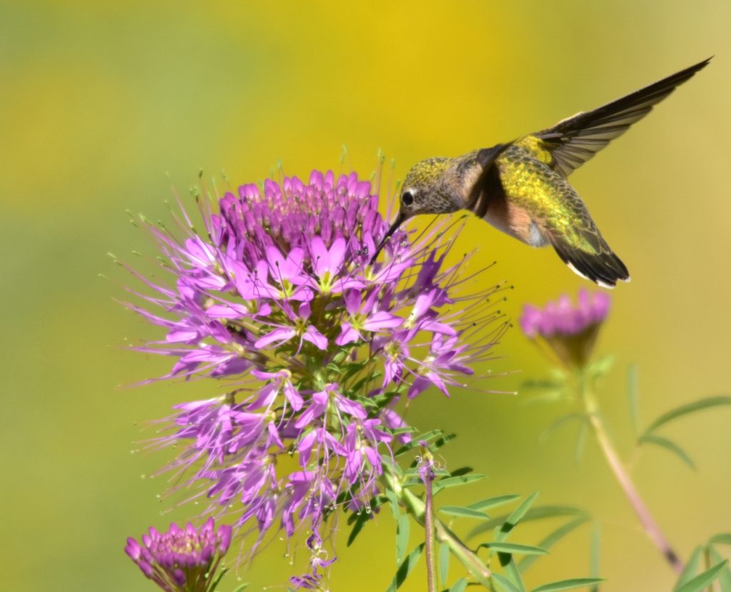 De cada 10 especies de aves registradas en Guanajuato, cuatro son migratorias.