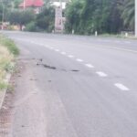 Plantación de Árboles Impulsa un Abasolo Verde