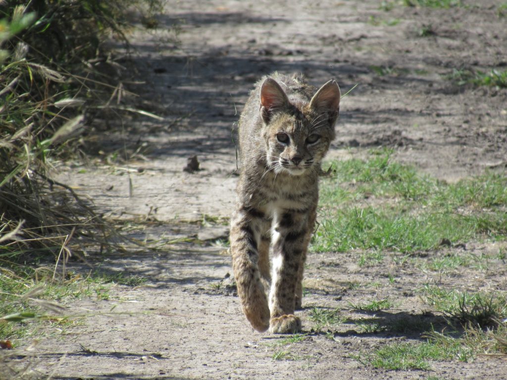 Guanajuato Aumenta su Fauna con Liberación de Mapaches y Lince Americano en Sierra de Lobos