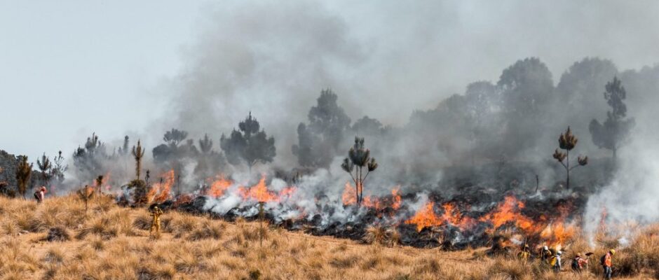 prevenir incendios forestales