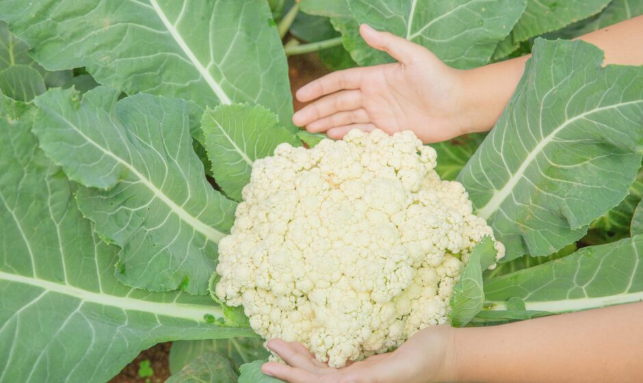 Producción de coliflor Guanajuato