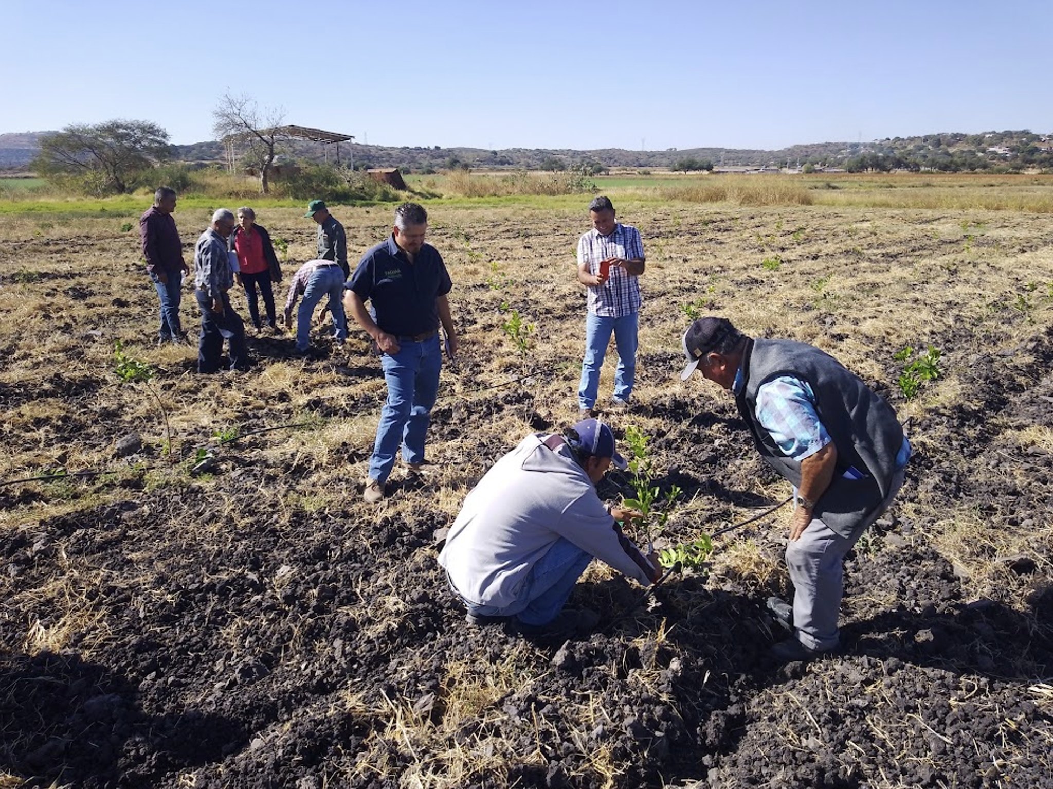 Guanajuato Impulsa la Fruticultura como Alternativa Rentable para Productores