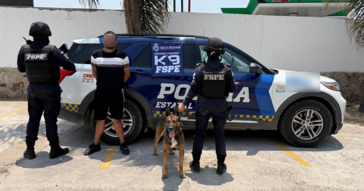 Figo, el héroe K9 de Guanajuato, detecta 100 dosis de marihuana en operativo de seguridad