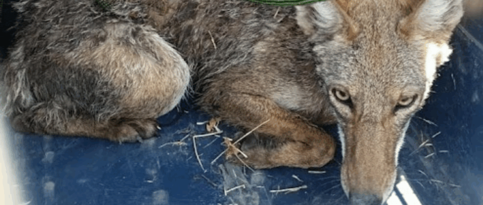 Rescate de fauna silvestre