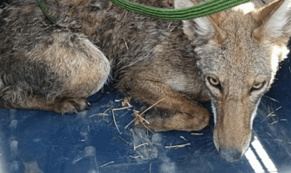 Rescate de fauna silvestre