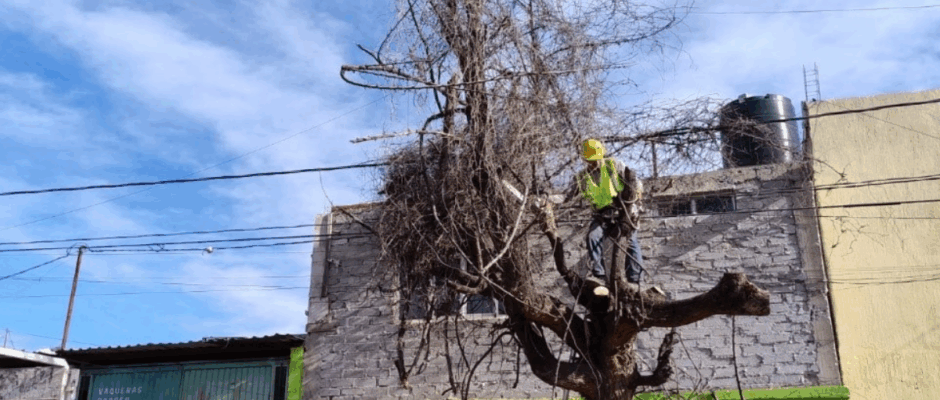 Mantenimiento arbolado urbano