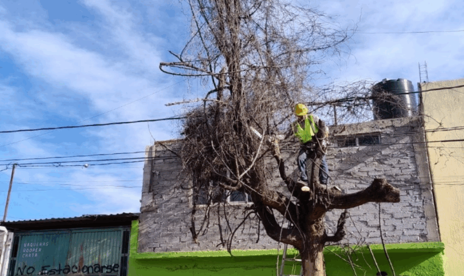 Mantenimiento arbolado urbano