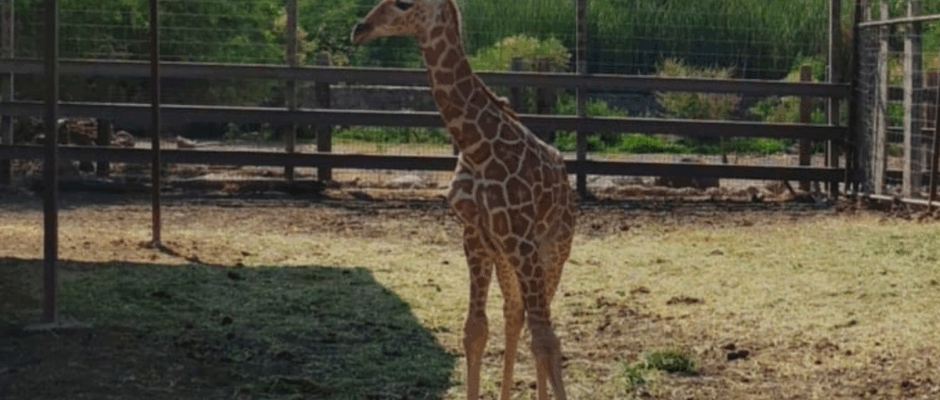 Nacimiento en zoológico