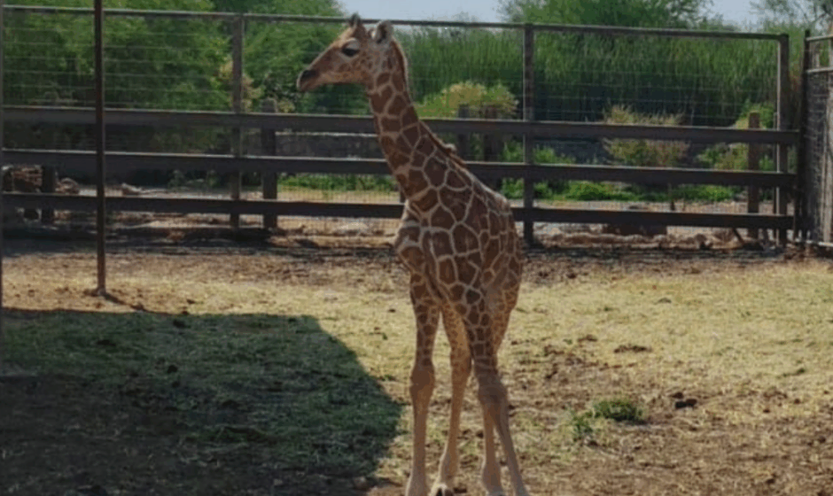 Nacimiento en zoológico