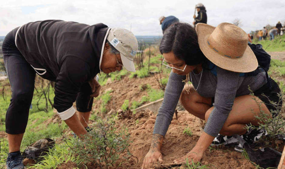 Reforestación en Purísima