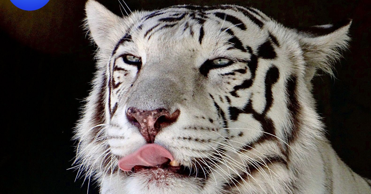 El Safari del ZooLeón invita a vivir una aventura salvaje en plena ciudad