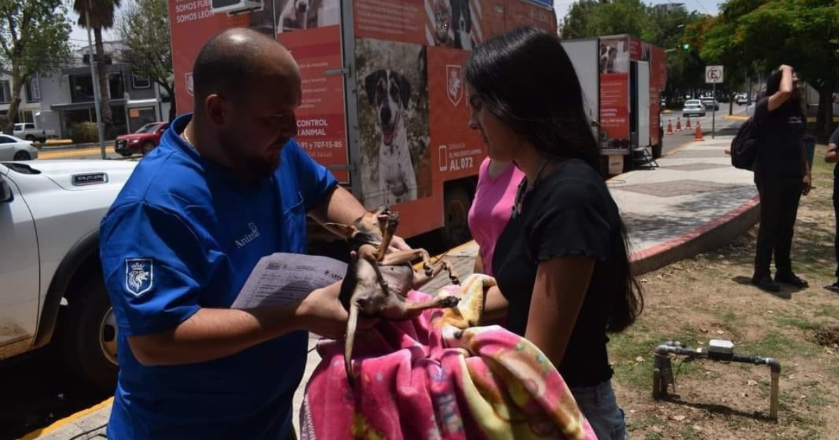 León marca pauta en protección animal con más de 100 mil esterilizaciones gratuitas
