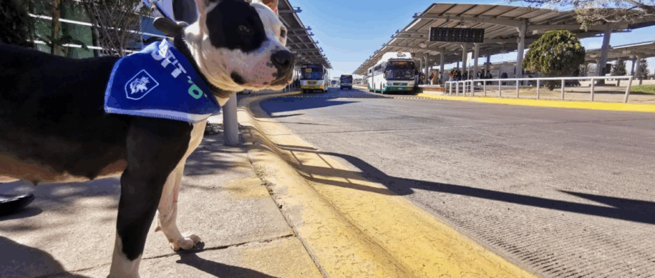 Adopta en León