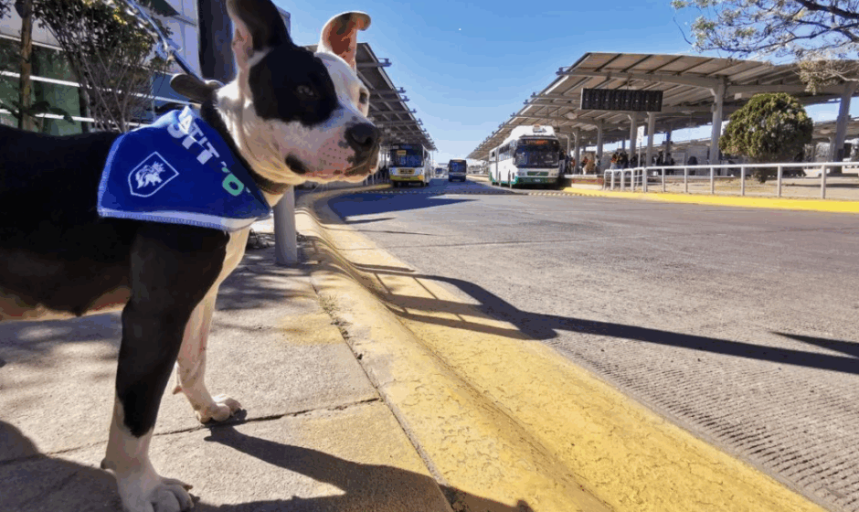 Adopta en León