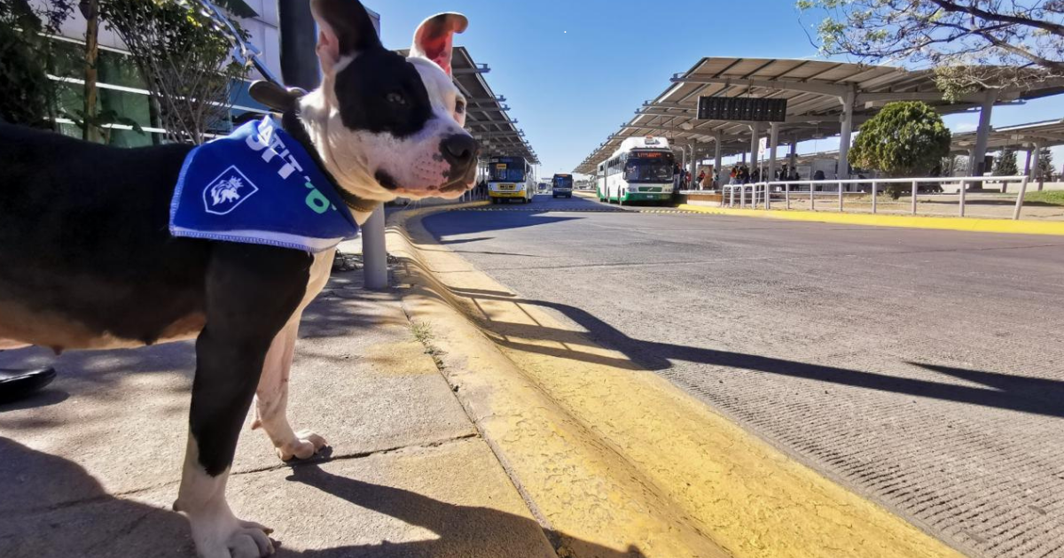 “Patitas en el SIT”: León avanza con amor y respeto por los animales