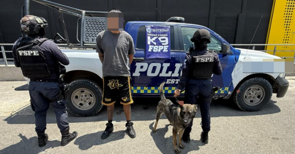 Binomio K9 “Cessy” detecta a joven armado con droga en Paseos de las Torres