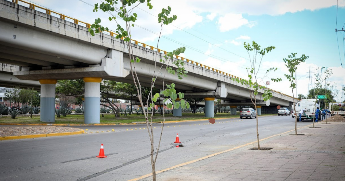 «Rompe banqueta, planta un árbol»: León apuesta por corredores verdes y calidad de vida