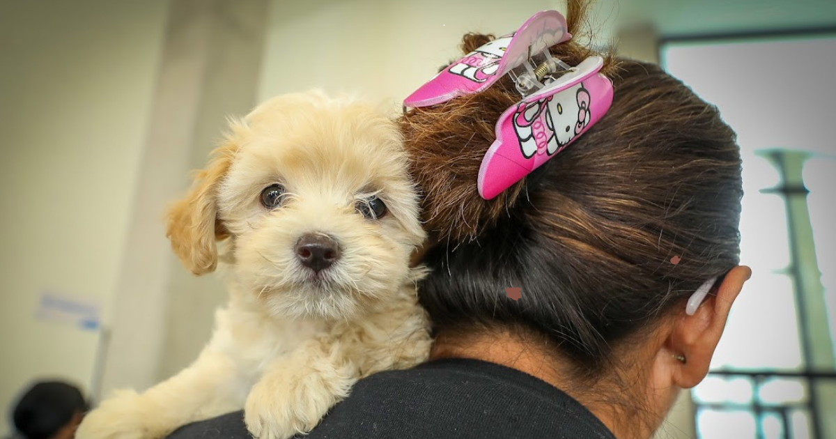 Hospital de Mascotas León 450 rompe récord de atención