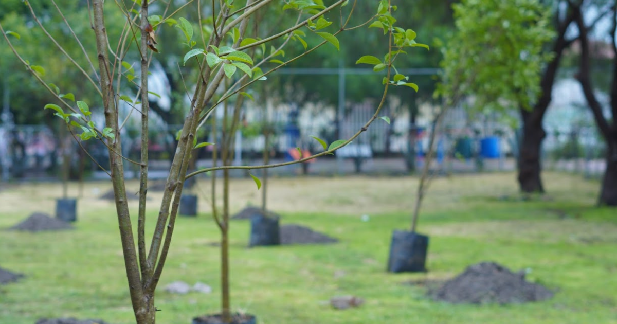 Villas de la Luz celebra nuevo pulmón verde con más de 80 árboles