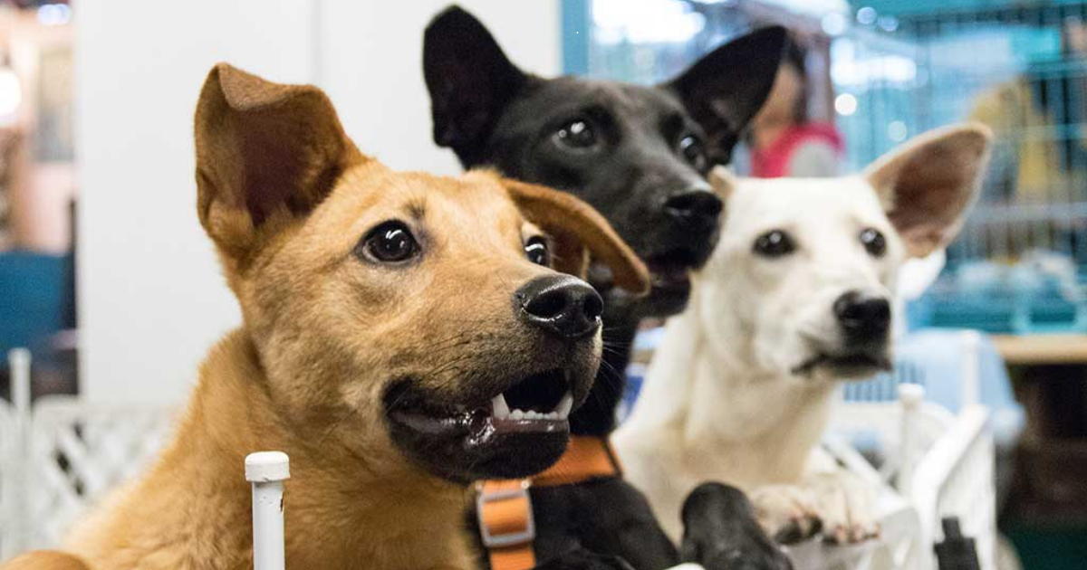 Dog&Roll: carrera con causa para apoyar a perritos rescatados en León