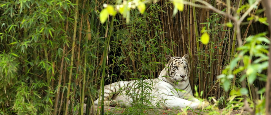Bienestar animal ZooLeón