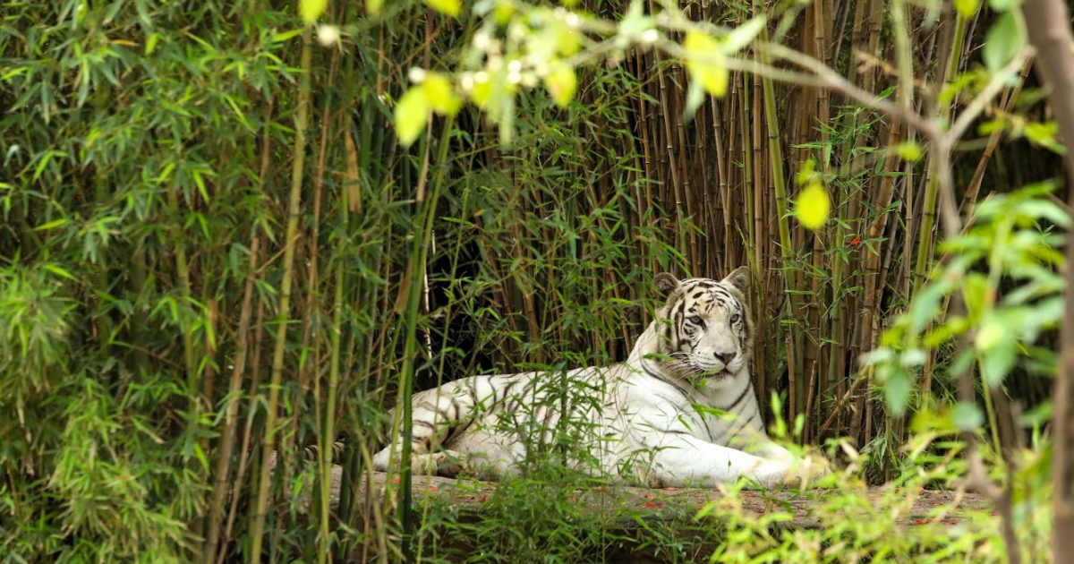 Halloween Zoo en el ZooLeón: diversión con respeto y bienestar animal