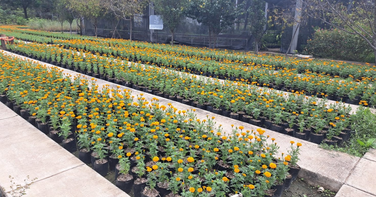 León florece con 28 mil cempasúchiles para celebrar el Día de Muertos