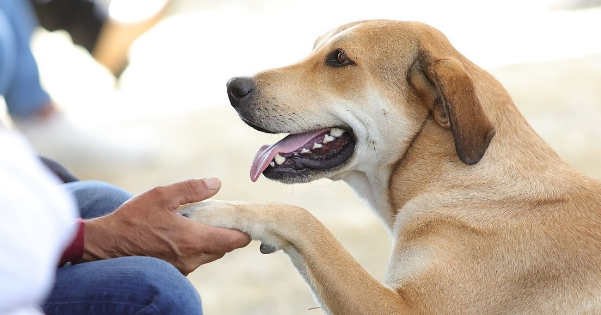 León, líder nacional en salud y bienestar animal: un modelo de cuidado y compromiso