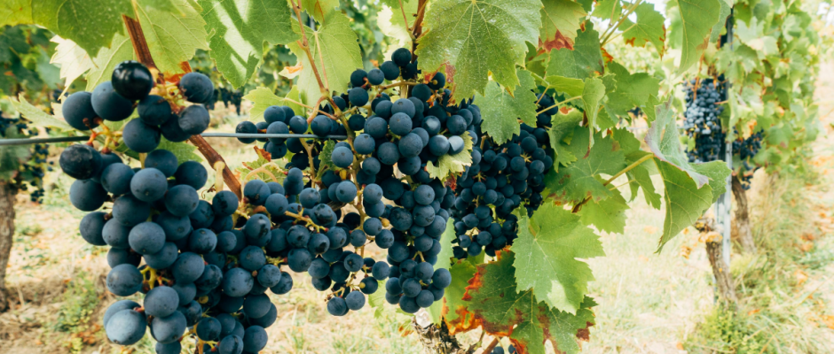 vino guanajuatense