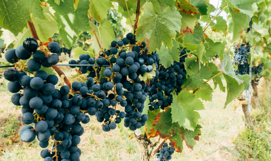 vino guanajuatense