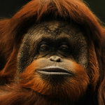 Festival Internacional del Globo llena el cielo de León con más de 200 globos aerostáticos