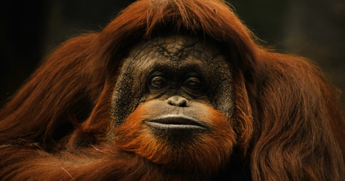 Muere Katy, la orangután del Zoológico de León que inspiró a miles durante tres décadas