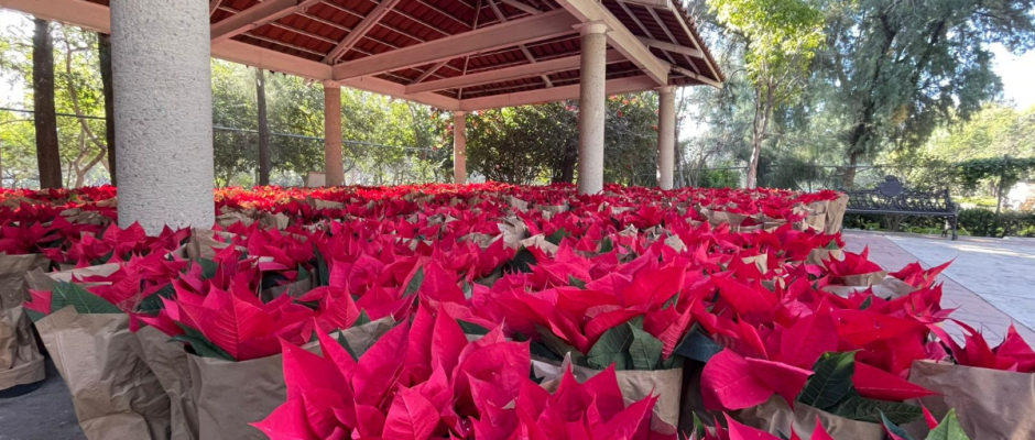 Embellecimiento decembrino León