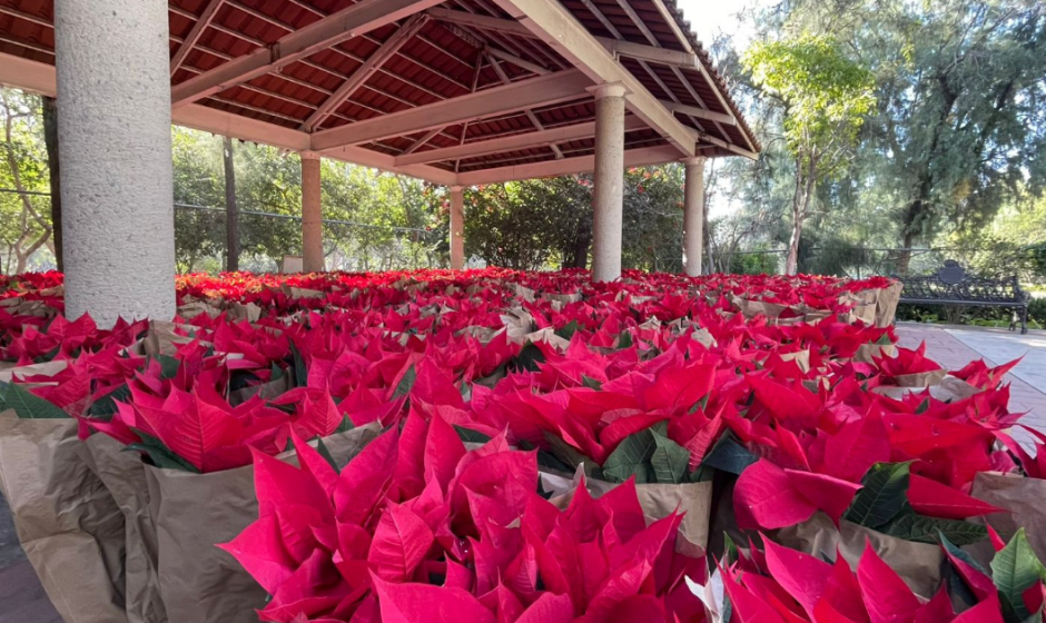 Embellecimiento decembrino León