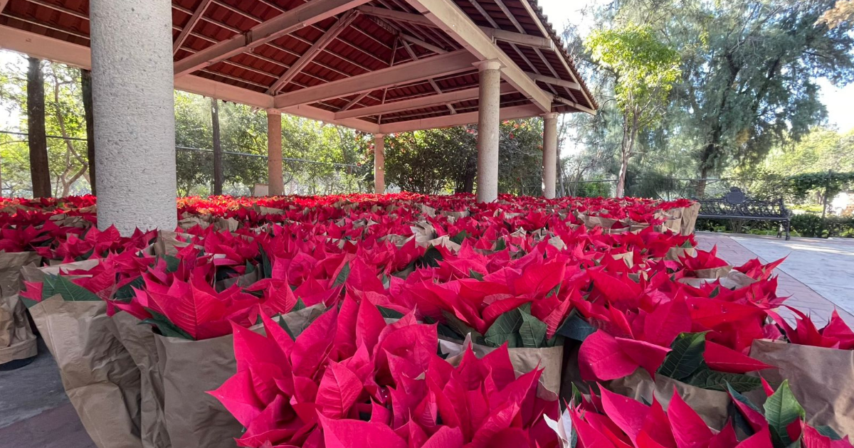 León da bienvenida a la Navidad con nochebuenas: inicia embellecimiento decembrino en espacios públicos