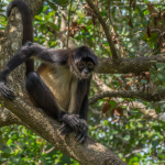 ZooLeón garantiza alimentación especializada para todas sus especies