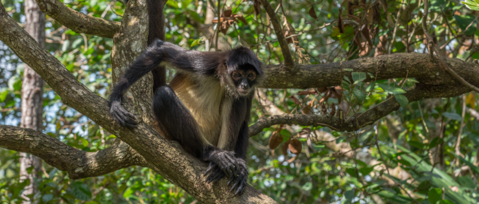 Aclaraciones ZooLeón