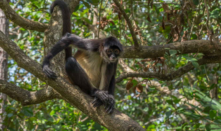 Aclaraciones ZooLeón
