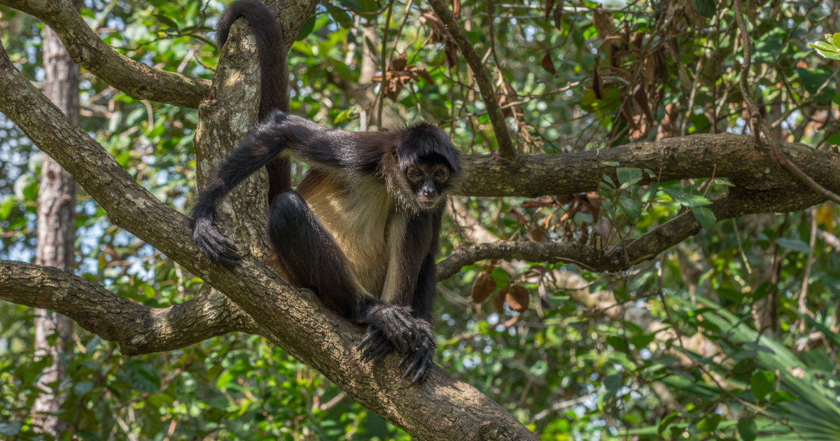 ZooLeón aclara situación del mono araña y detalla manejo profesional de sus ejemplares
