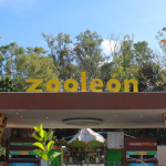 Encendido de Árbol de Navidad 2025 ilumina Purísima del Rincón con un espectáculo inolvidable