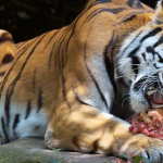 ZooLeón aclara situación del mono araña y detalla manejo profesional de sus ejemplares