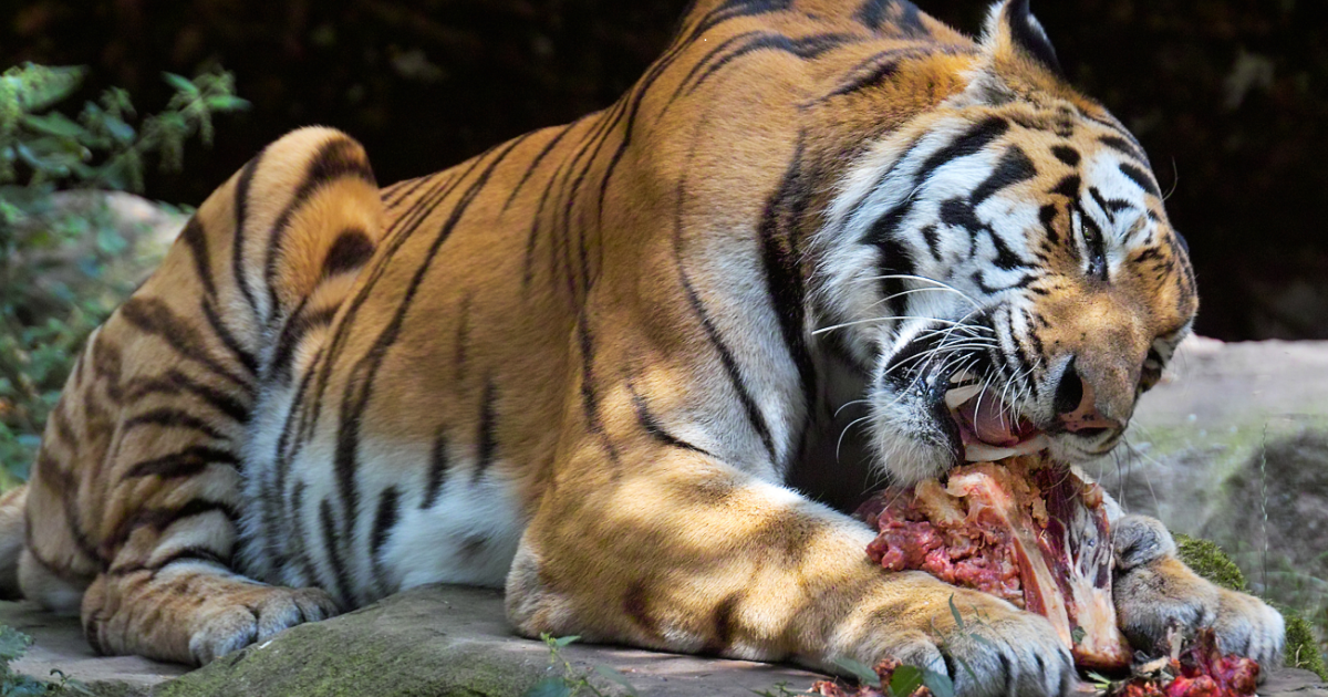 ZooLeón garantiza alimentación especializada para todas sus especies