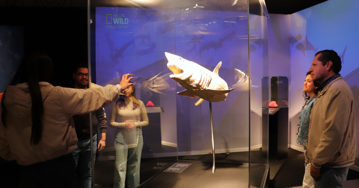 Animal Inside Out en Explora: la exposición científica que asombra a León en los últimos días de feria