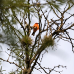 Desfile 450 años de León reúne a más de 70 mil personas en una celebración histórica