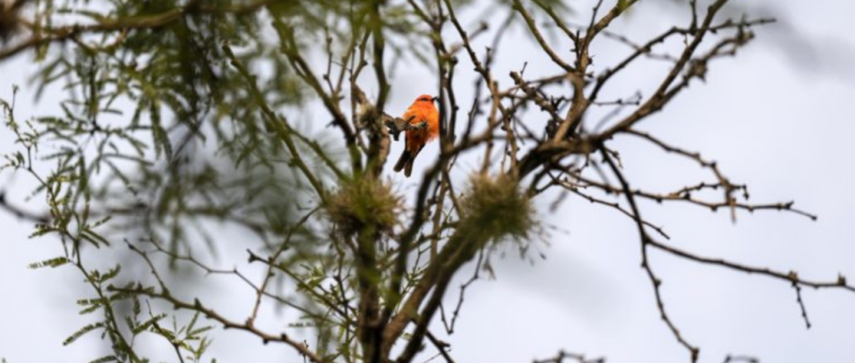 Conservación ANP Guanajuato