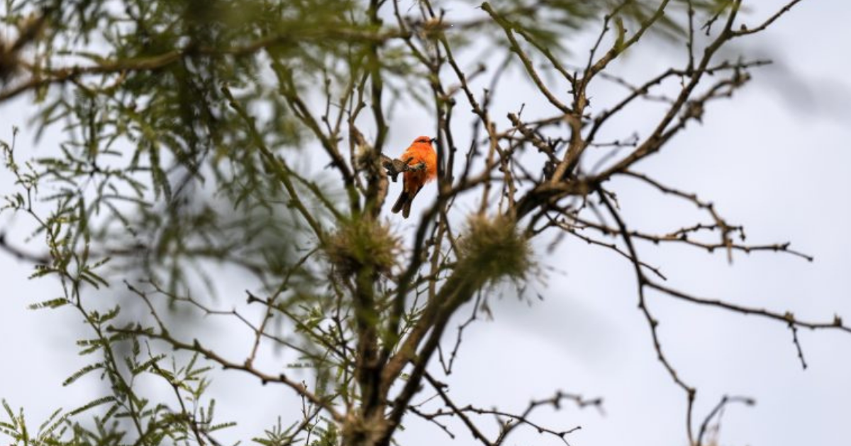 Áreas Naturales Protegidas Guanajuato: acciones permanentes fortalecen su conservación